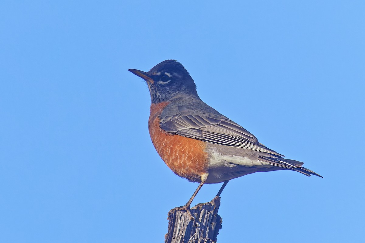 drozd stěhovavý - ML644679427