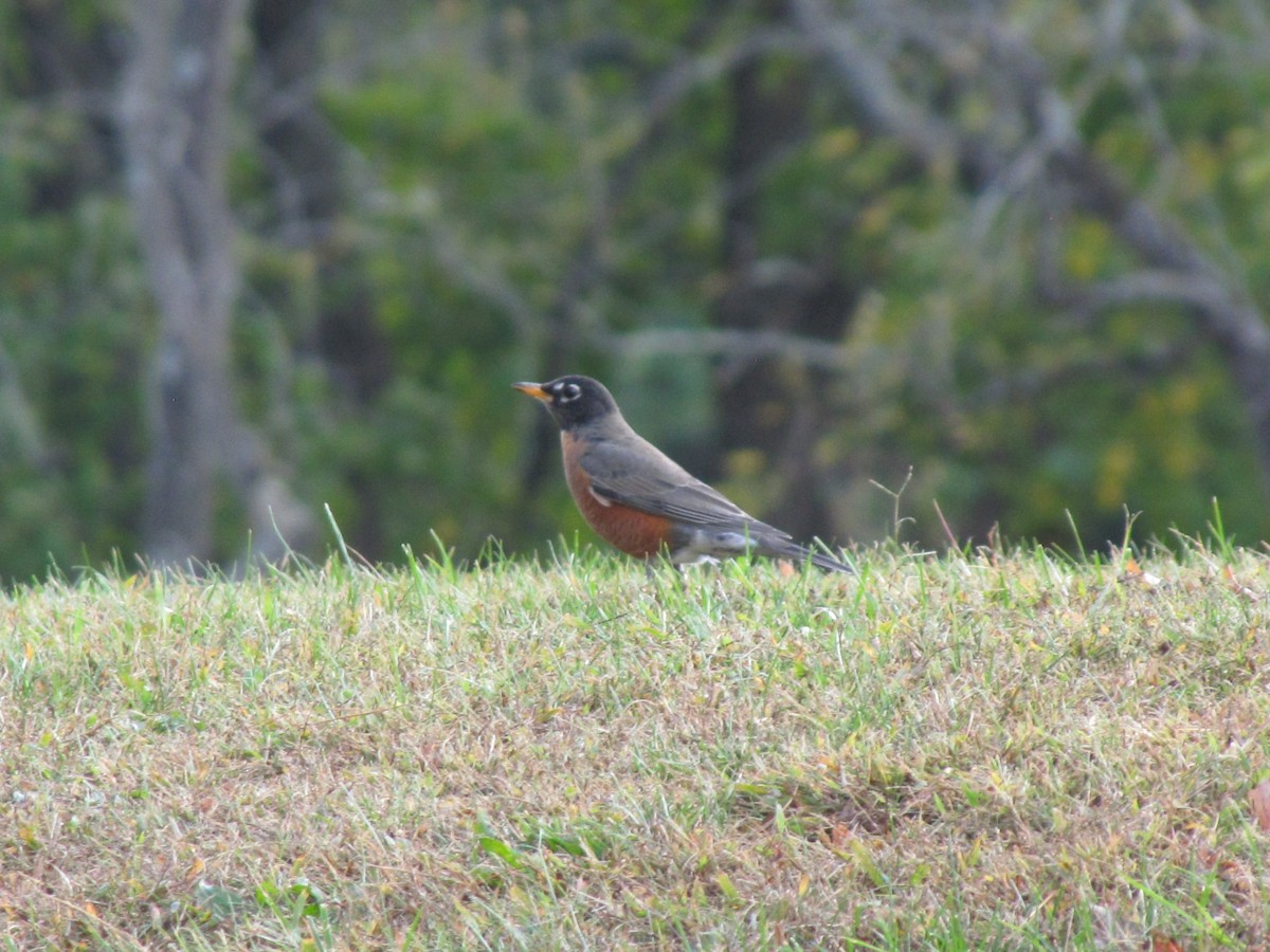 drozd stěhovavý - ML644679428