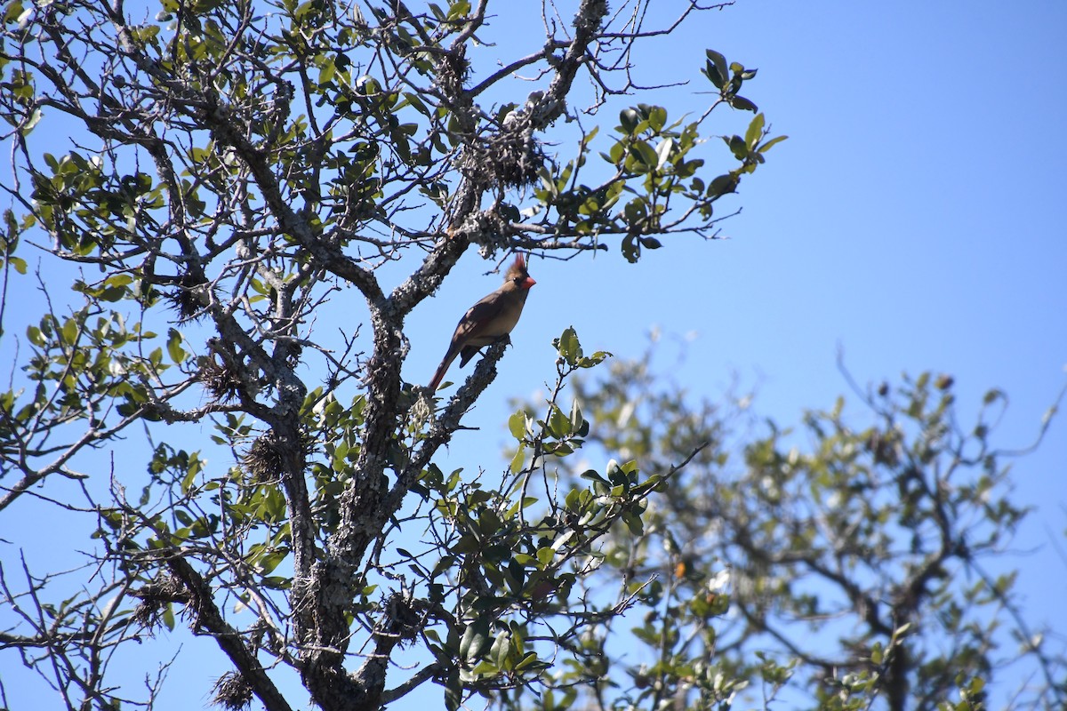 Красный кардинал - ML644679433