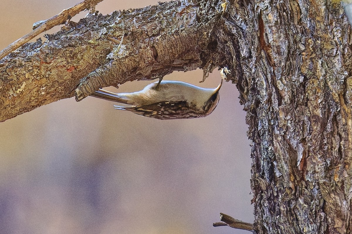 Brown Creeper - ML644679437