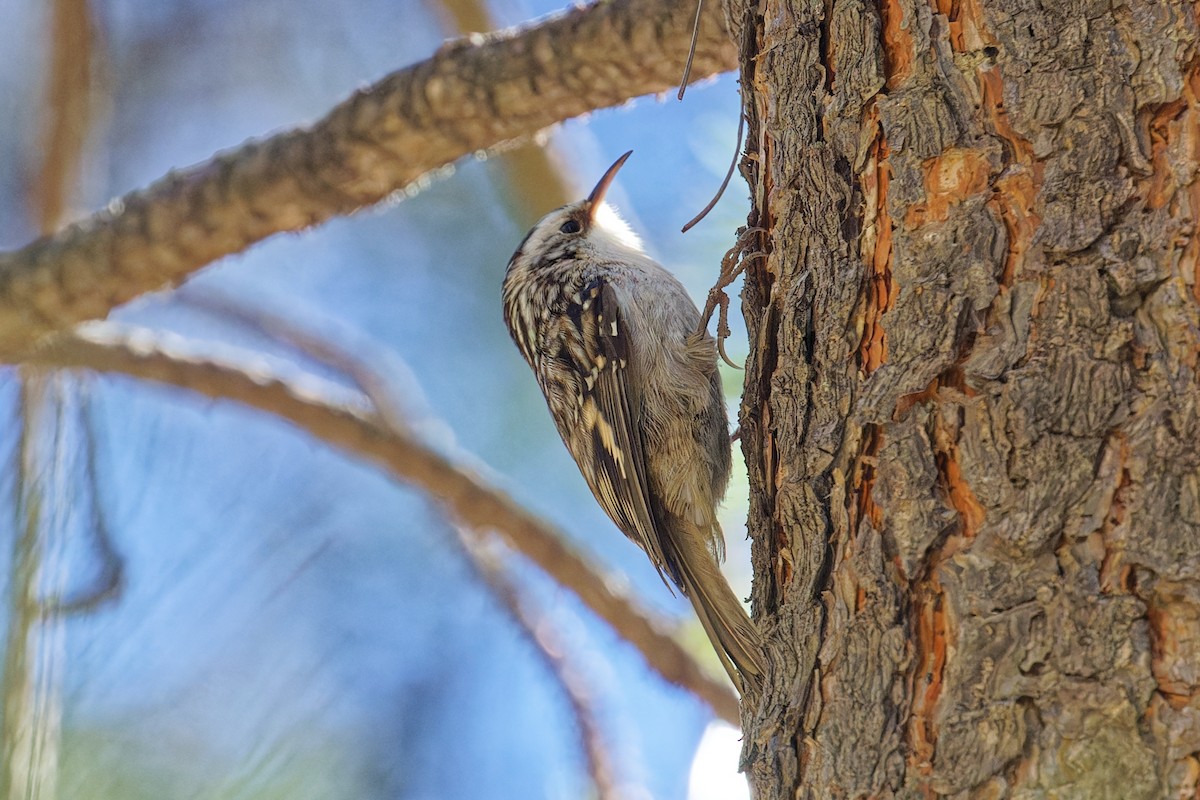 Brown Creeper - ML644679438