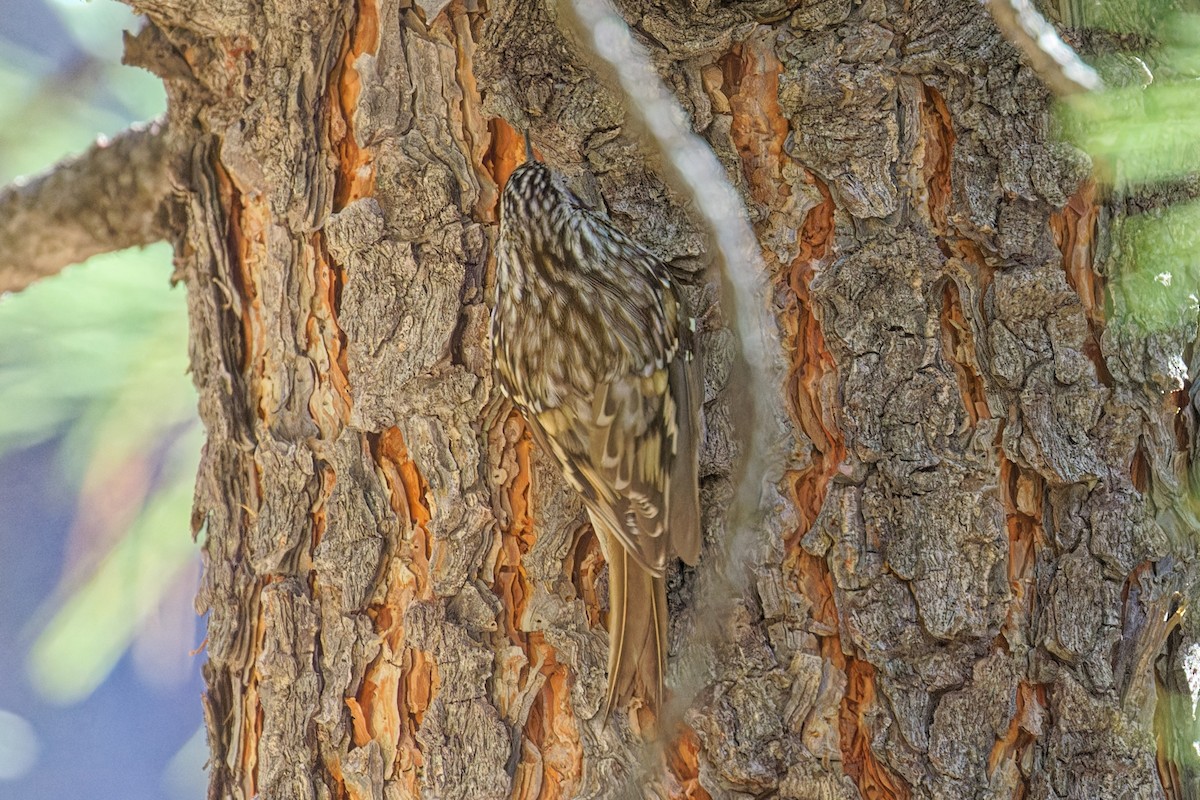 Brown Creeper - ML644679439