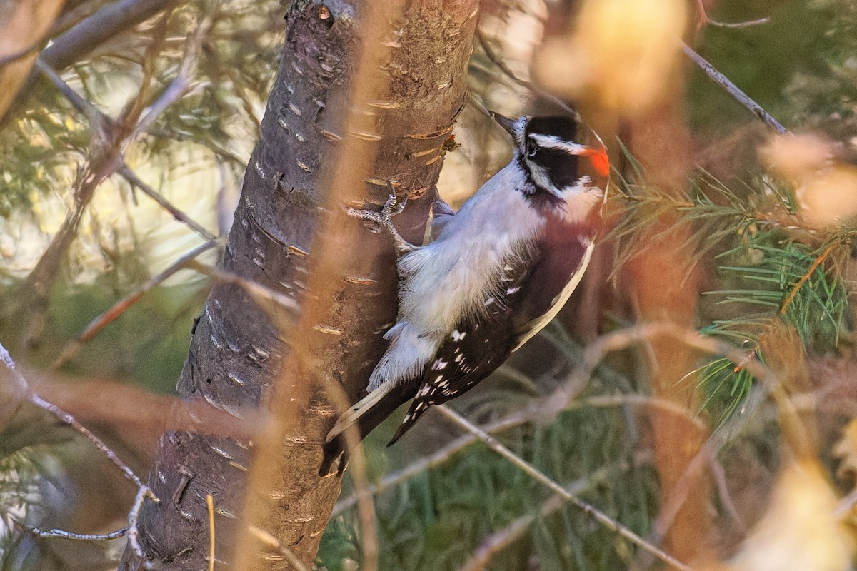 Downy Woodpecker - ML644679445