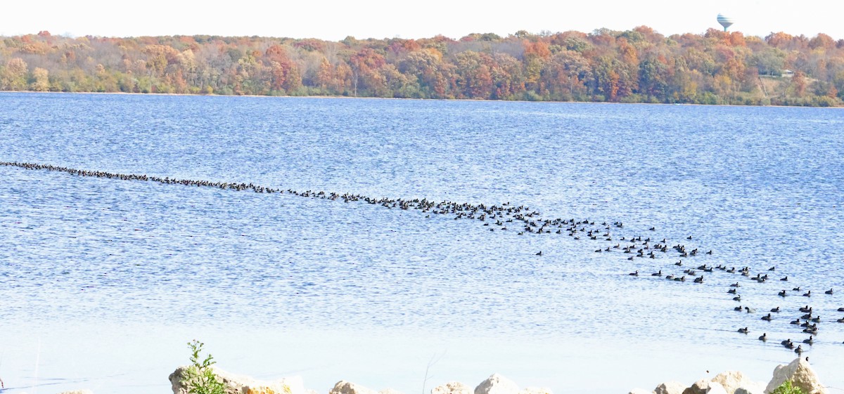 American Coot - ML644679457