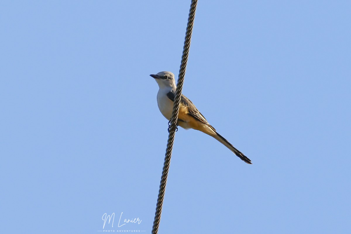 Scissor-tailed Flycatcher - ML644679458