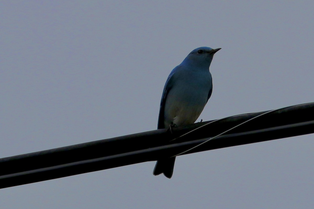Mountain Bluebird - ML644679459