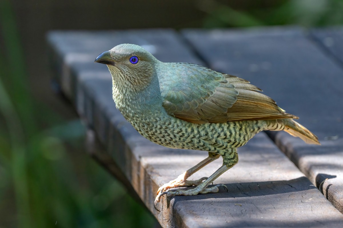 atlaskgartner - ML644679460