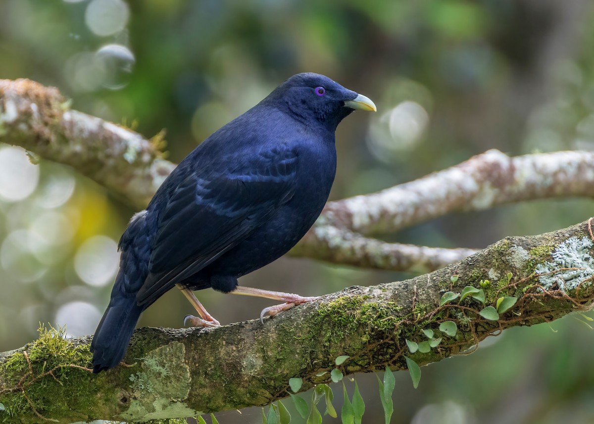 atlaskgartner - ML644679461