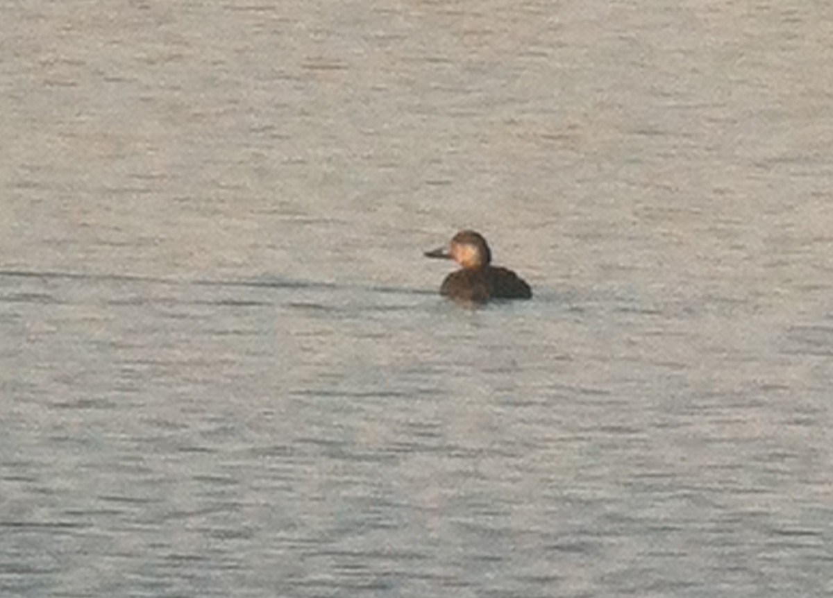 Black Scoter - ML644679464