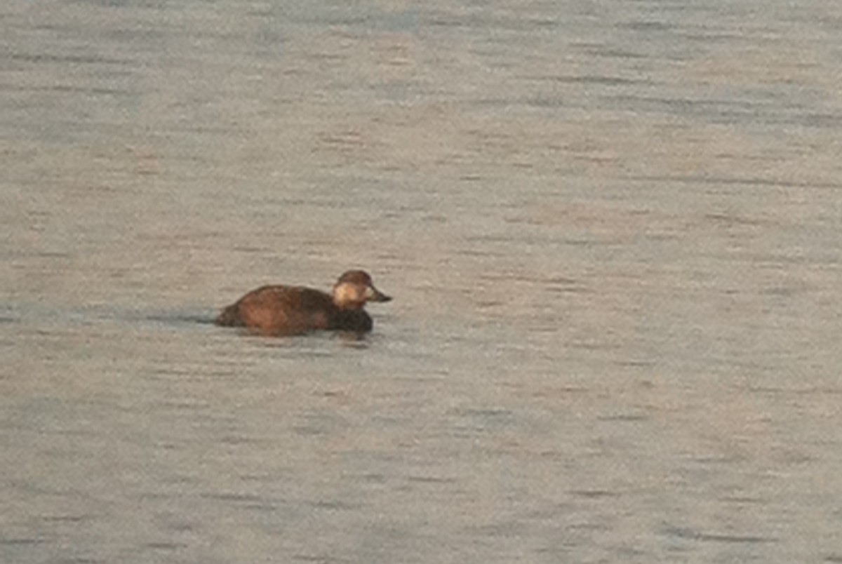 Black Scoter - ML644679465