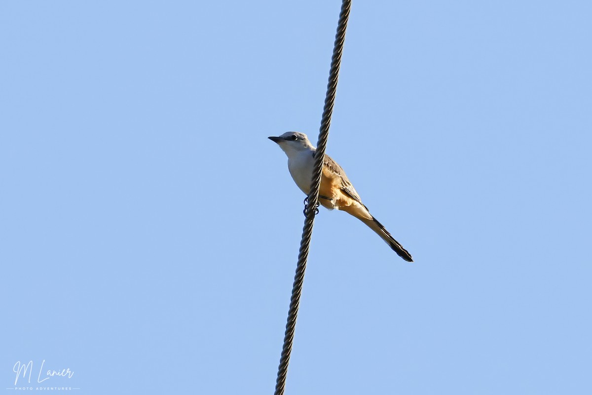 Scissor-tailed Flycatcher - ML644679466