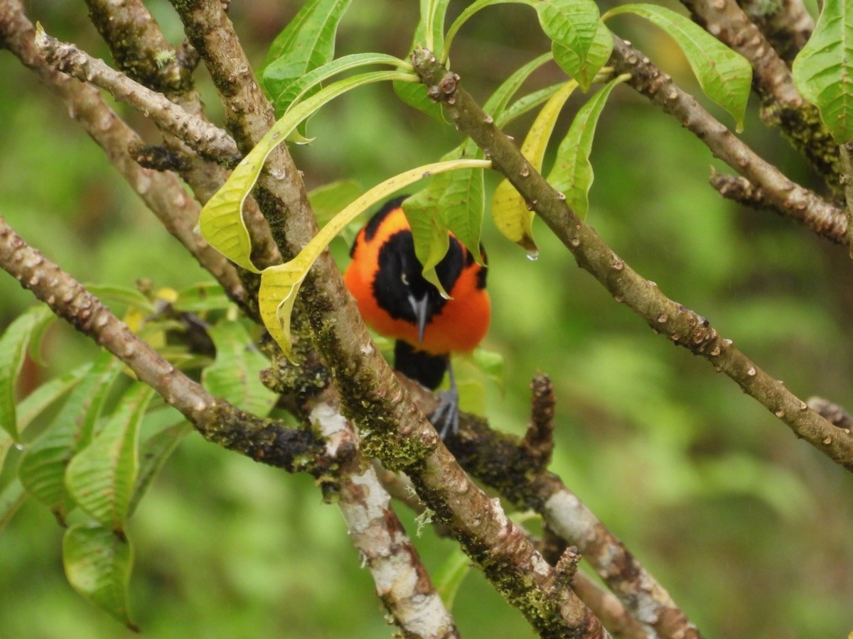 Campo Troupial - ML644679469