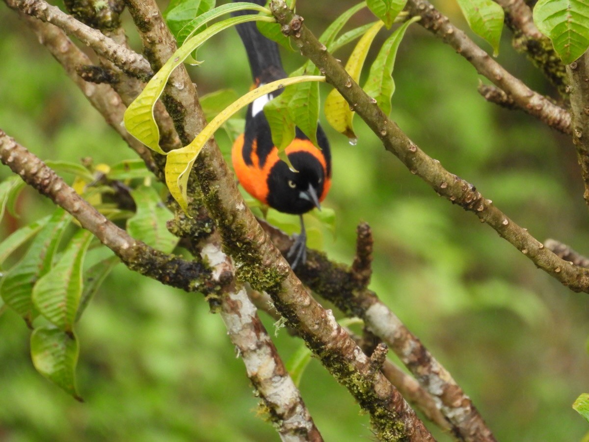 Campo Troupial - ML644679470