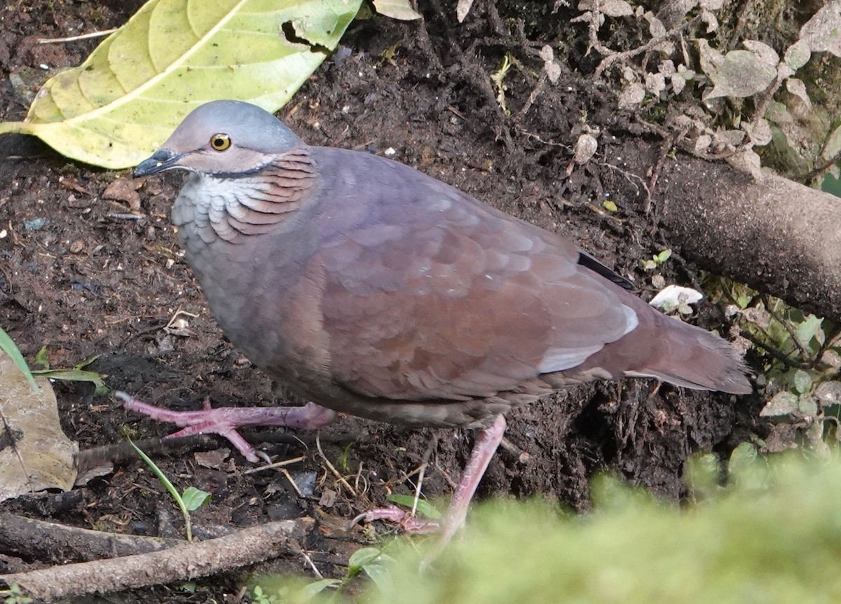 White-throated Quail-Dove - ML644679471