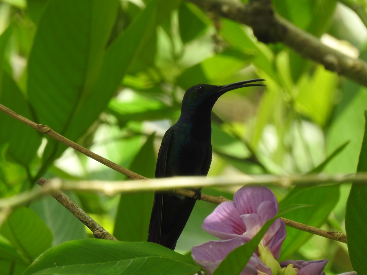 Black-throated Mango - ML644679472