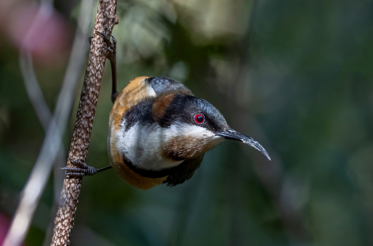 Eastern Spinebill - ML644679473
