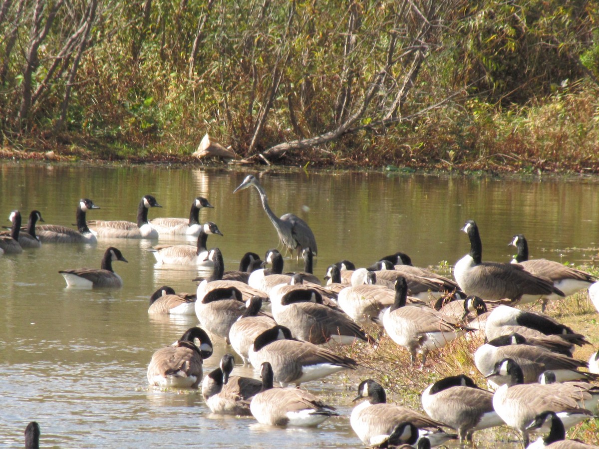 Great Blue Heron - ML644679474