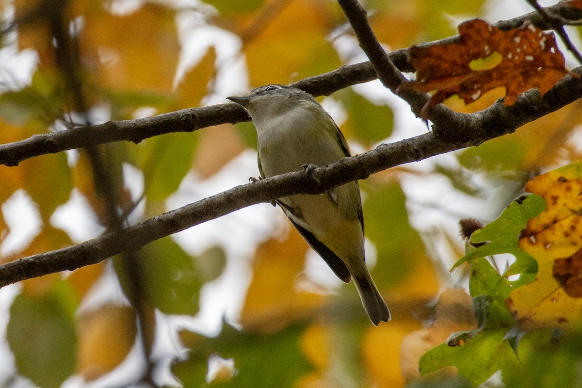 Blue-headed Vireo - ML644679475