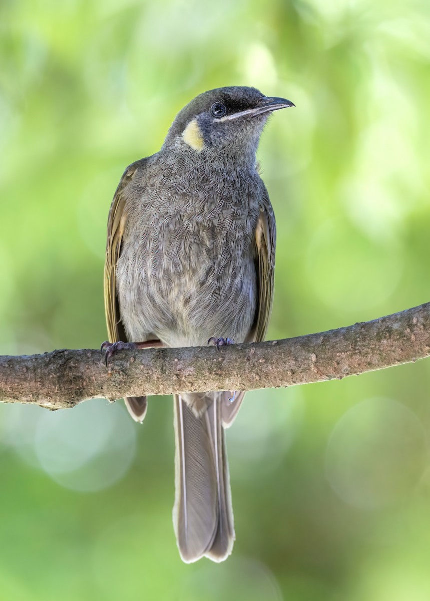 Lewin's Honeyeater - ML644679476