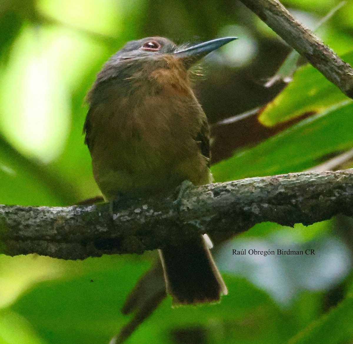 Gray-cheeked Nunlet - ML644679478