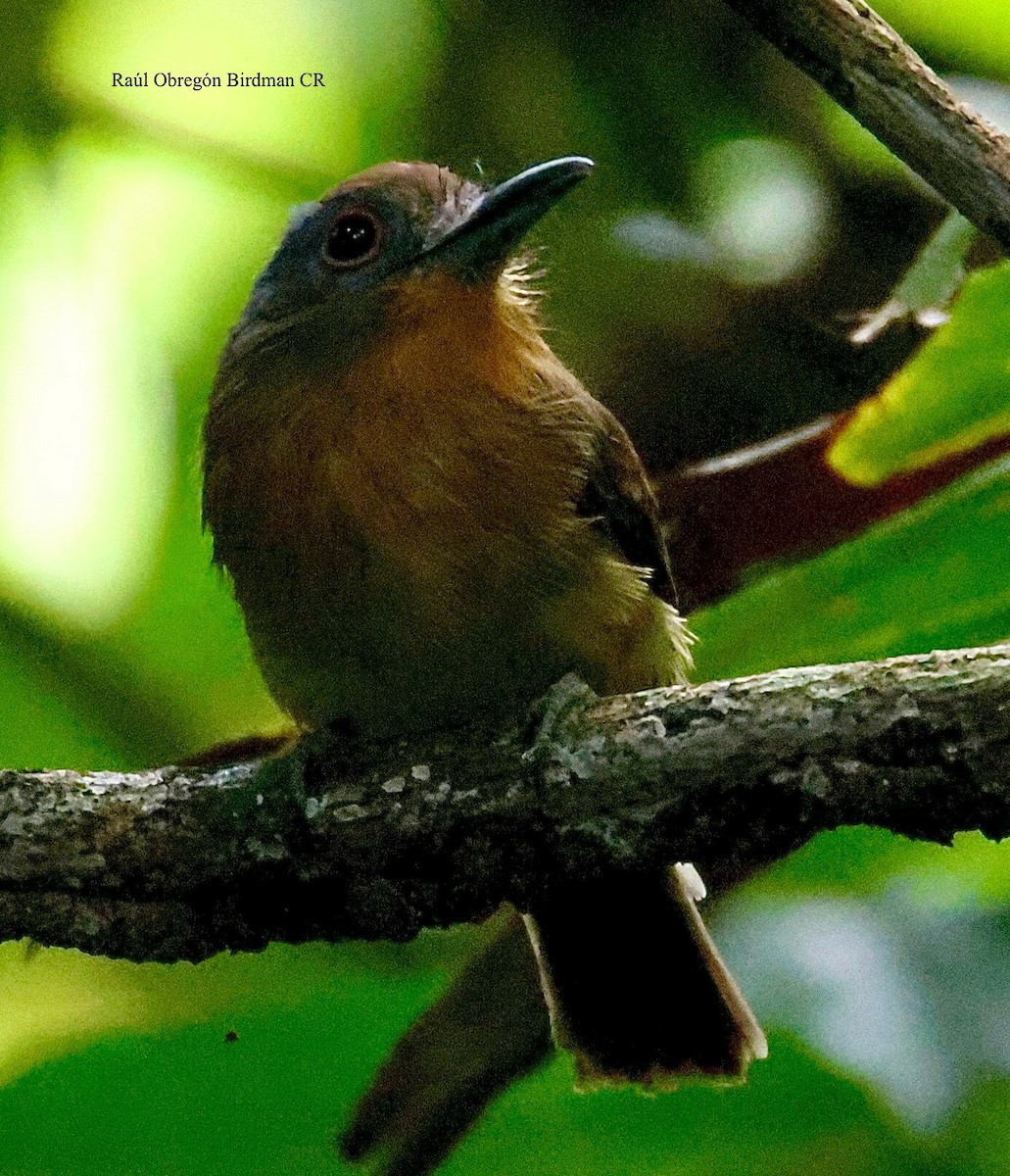 Gray-cheeked Nunlet - ML644679479