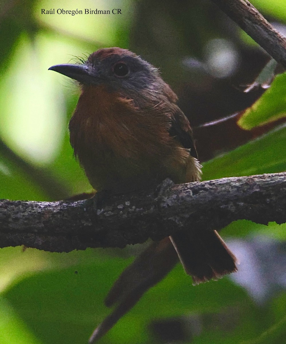 Gray-cheeked Nunlet - ML644679480