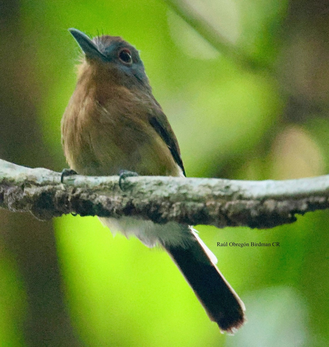 Gray-cheeked Nunlet - ML644679481