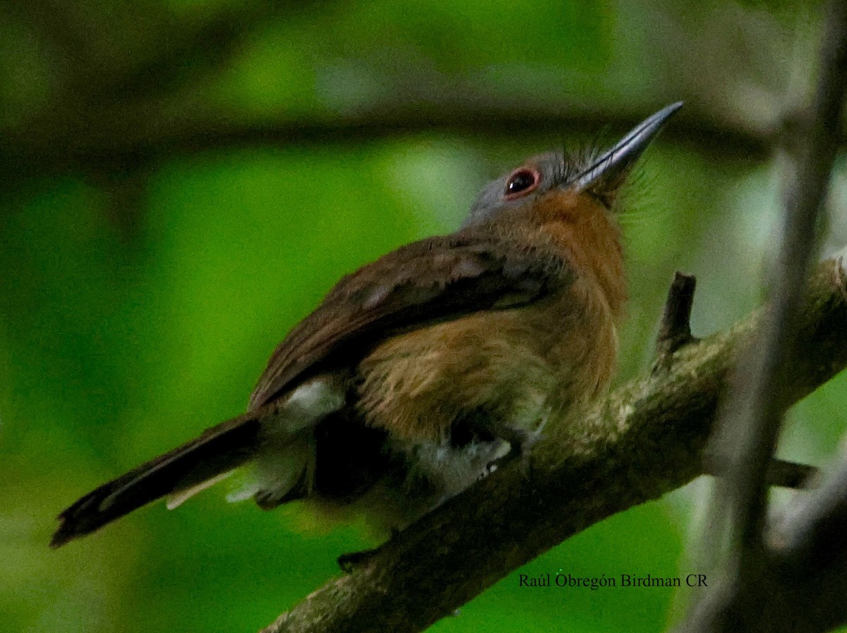 Gray-cheeked Nunlet - ML644679482