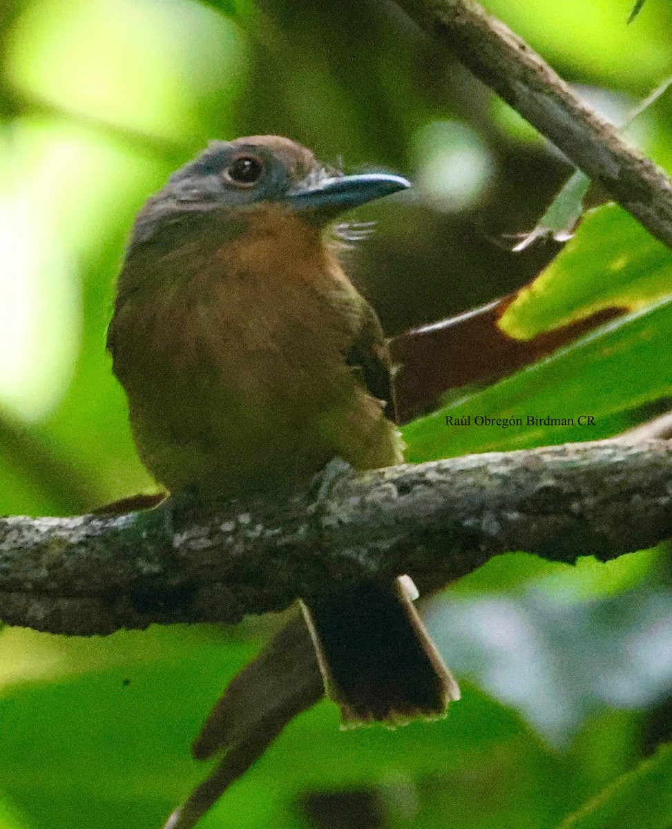 Gray-cheeked Nunlet - ML644679483