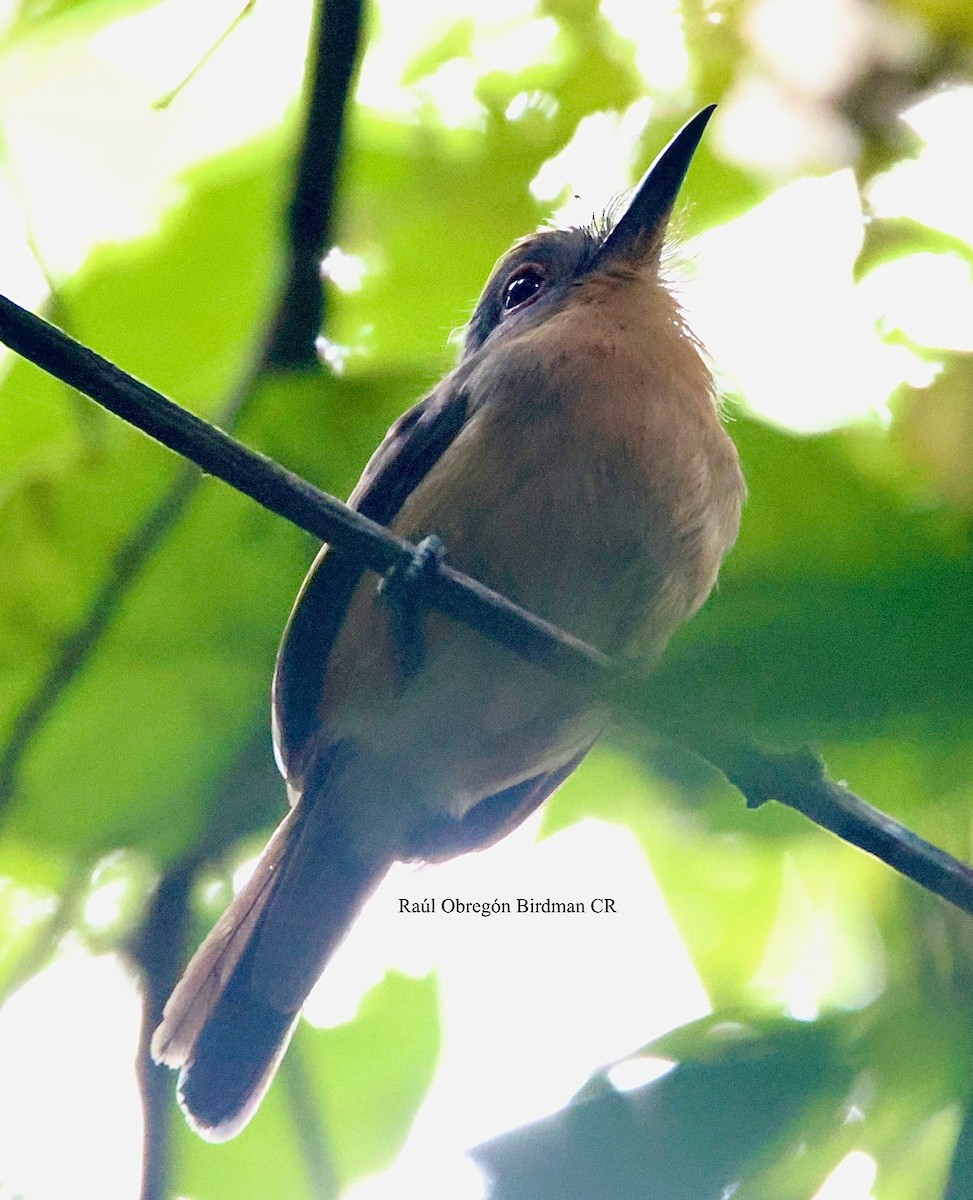 Gray-cheeked Nunlet - ML644679484