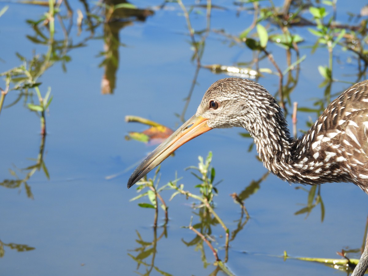 Limpkin - ML644679485