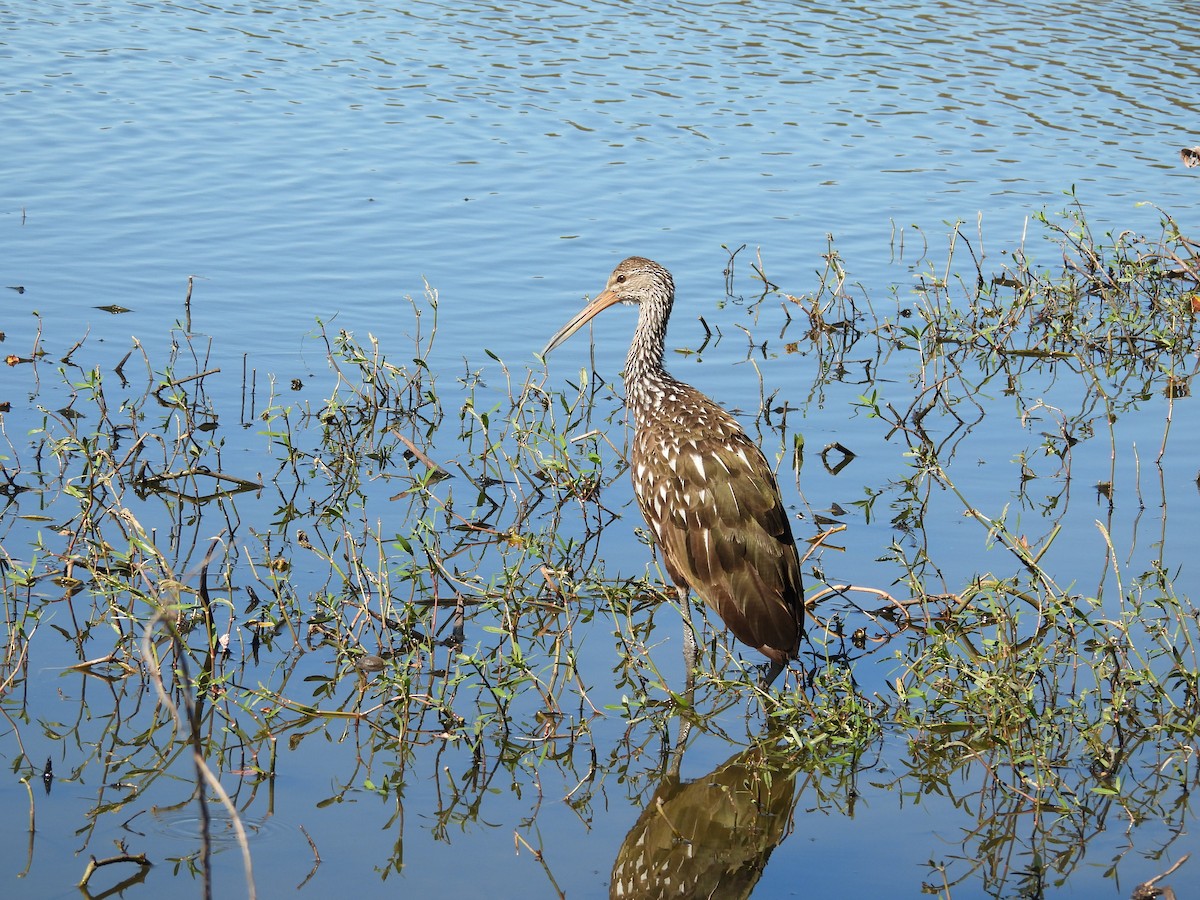 Limpkin - ML644679486