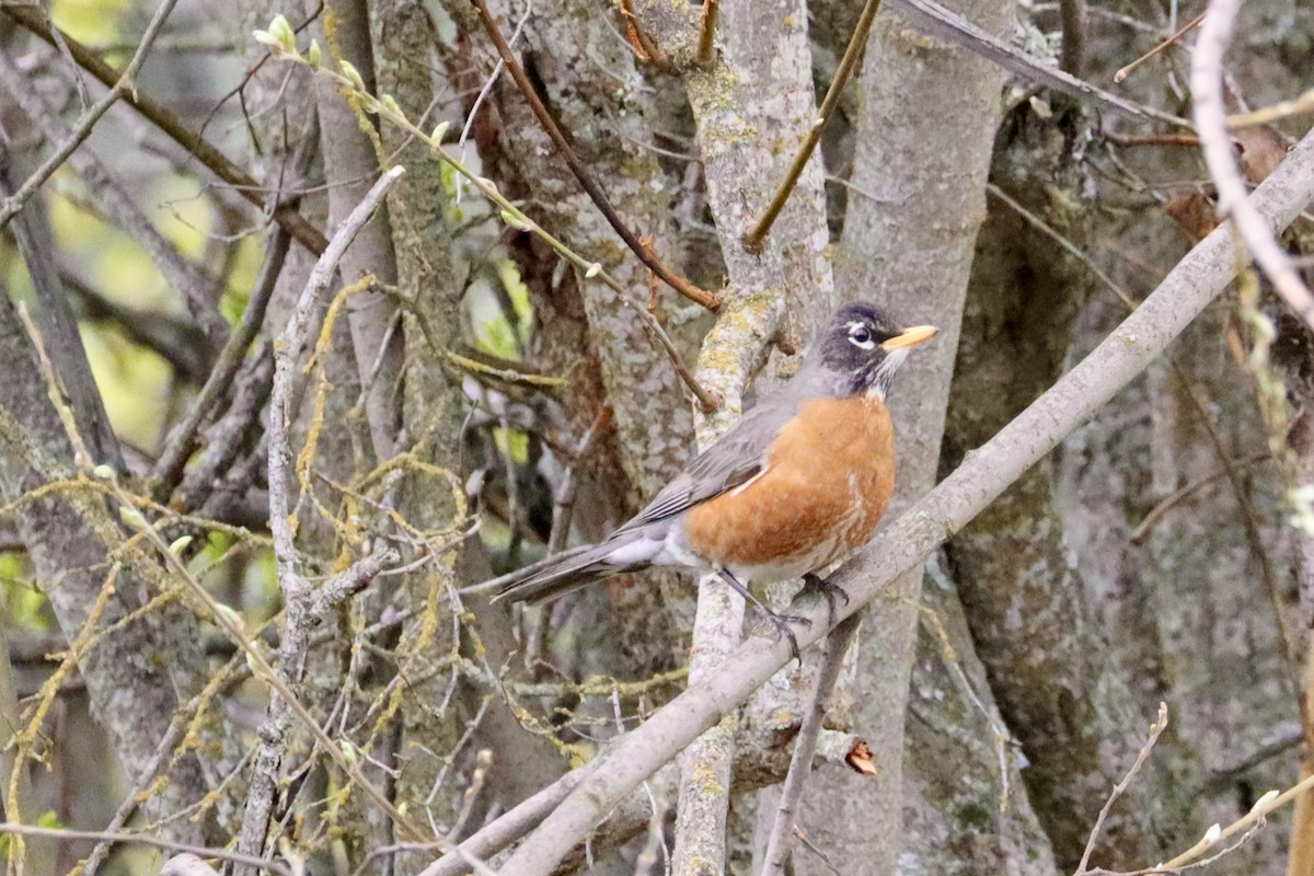 American Robin - ML644679487