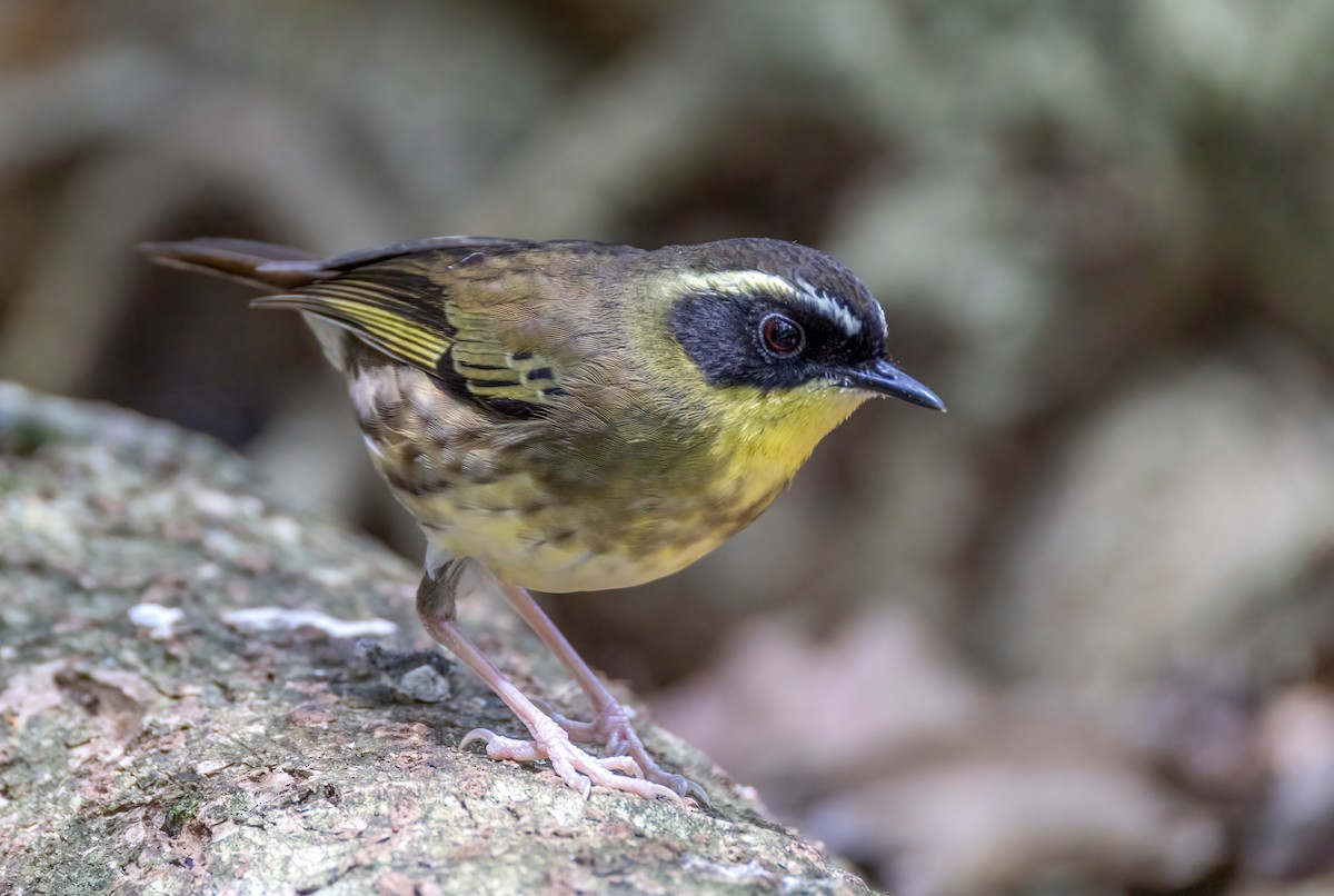 Yellow-throated Scrubwren - ML644679488