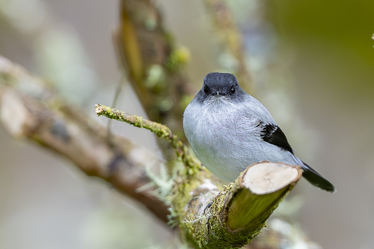 Torrent Tyrannulet - ML644679489
