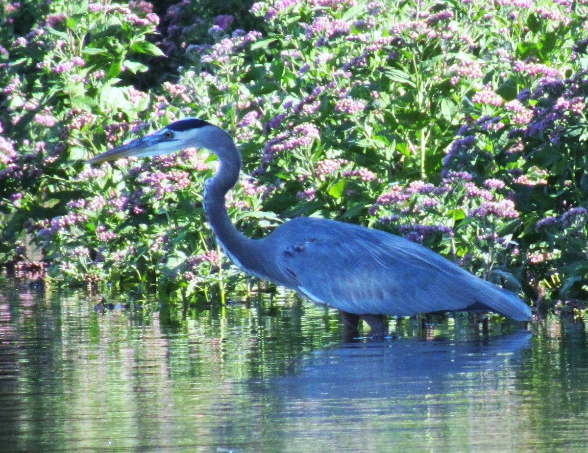 Great Blue Heron - ML644679490