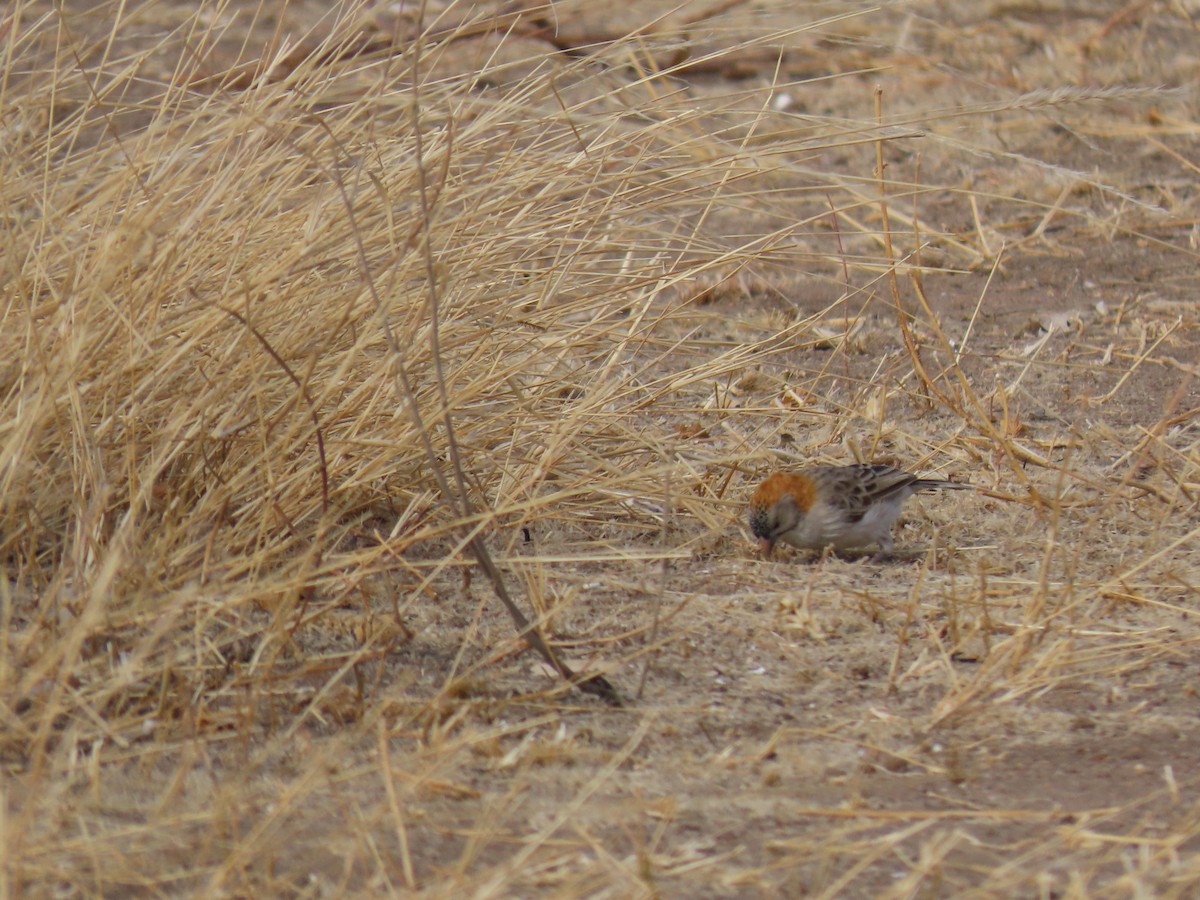 Speckle-fronted Weaver - ML644679491