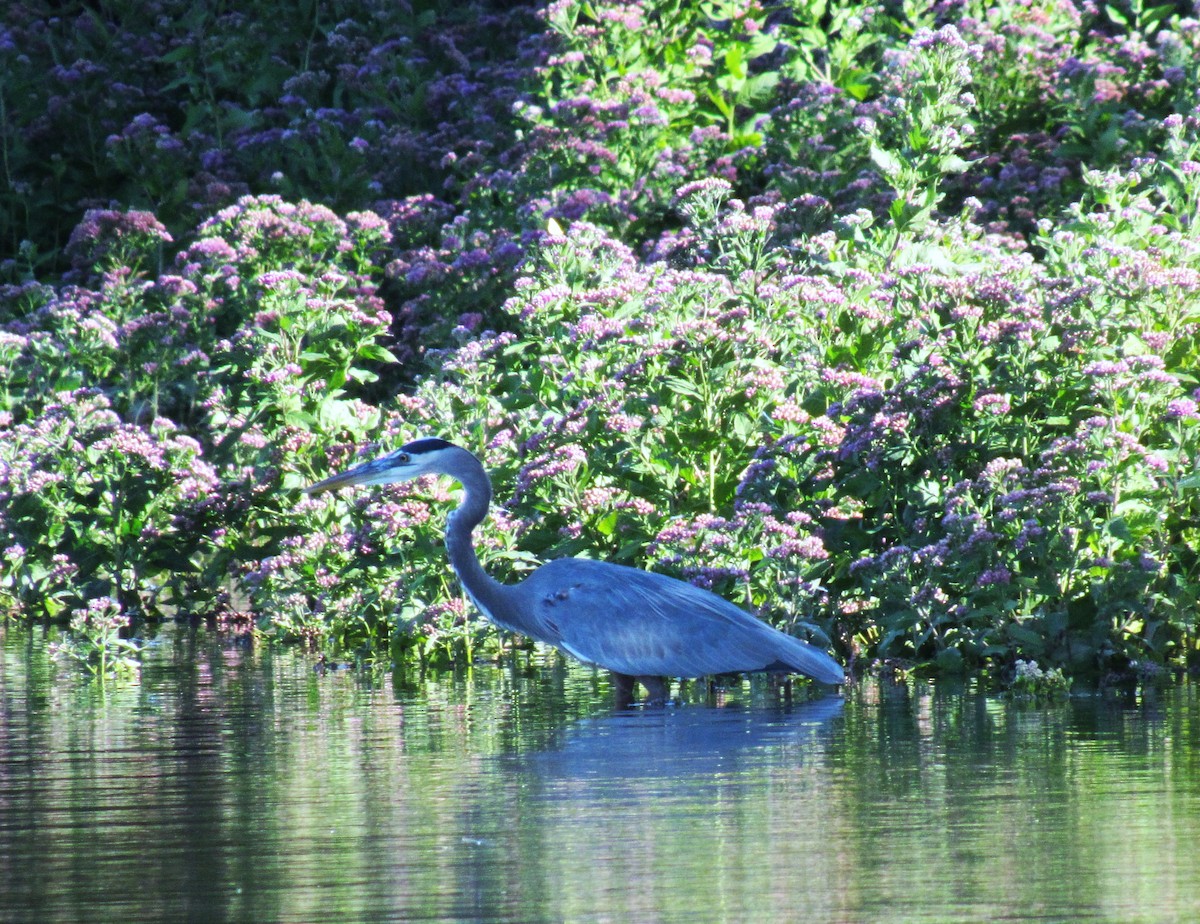 Great Blue Heron - ML644679492