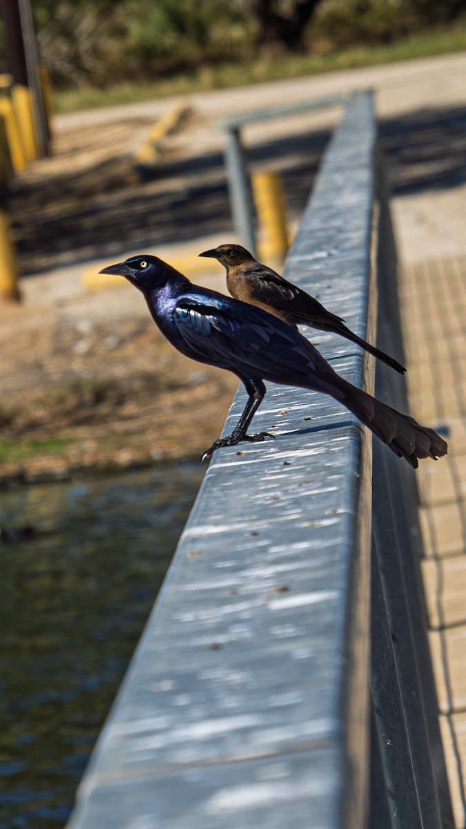 Great-tailed Grackle - ML644679493