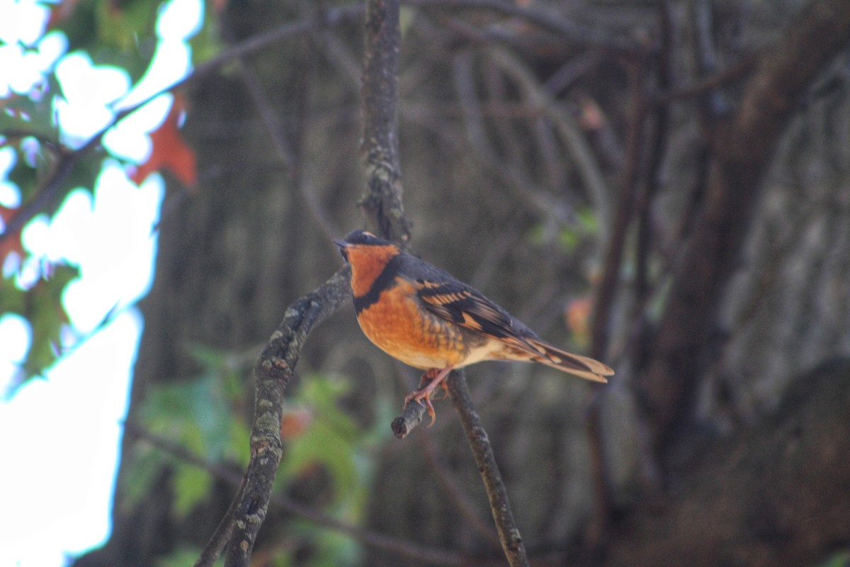 Varied Thrush - ML644679494