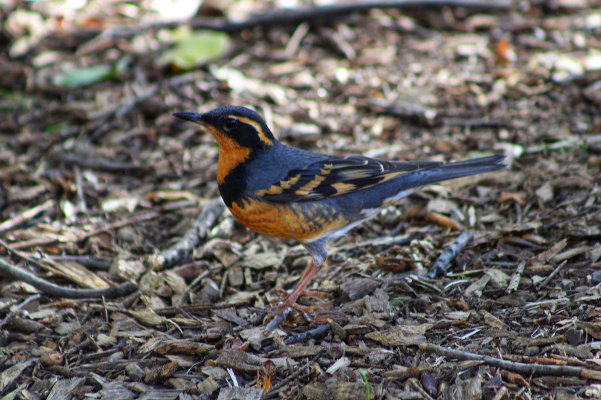 Varied Thrush - ML644679495