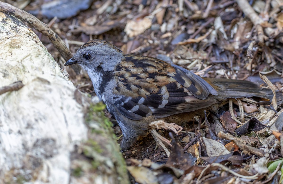 Australian Logrunner - ML644679496