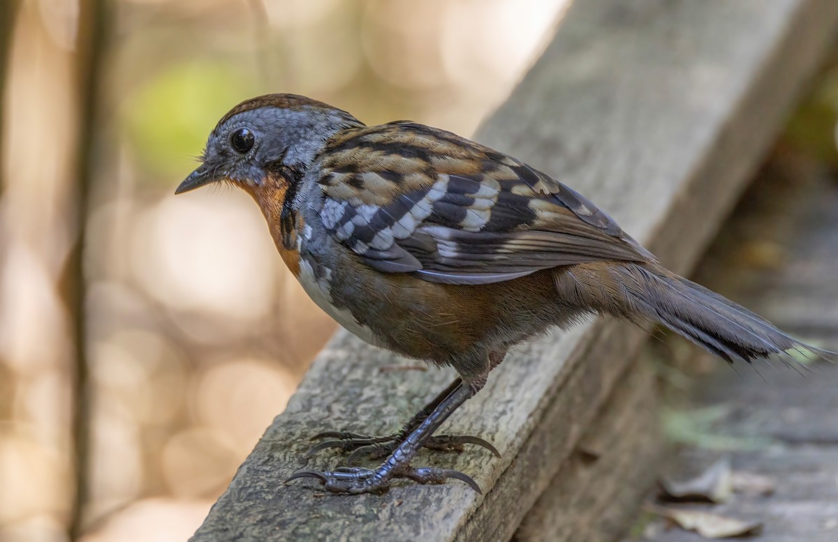 Australian Logrunner - ML644679497