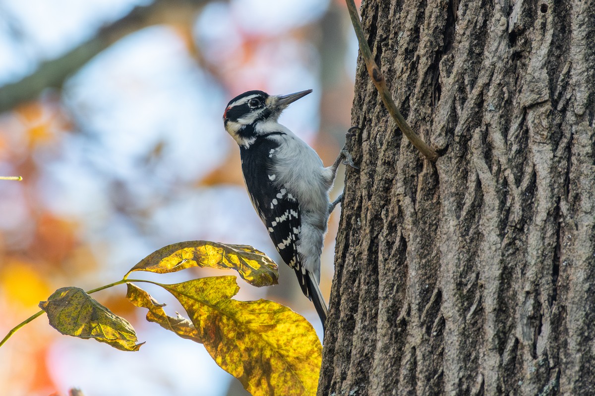 Hairy Woodpecker (Eastern) - ML644679498