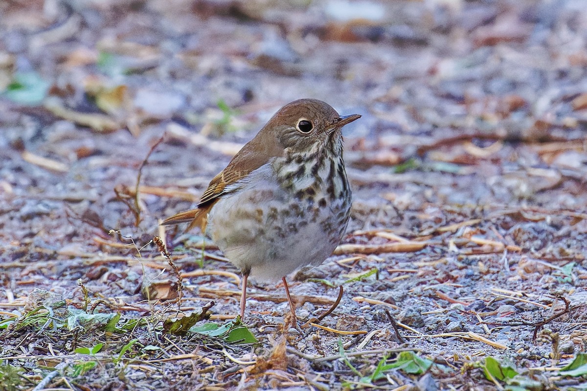 Hermit Thrush - ML644679511