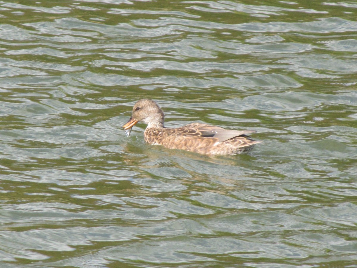 Boz Ördek - ML644679516