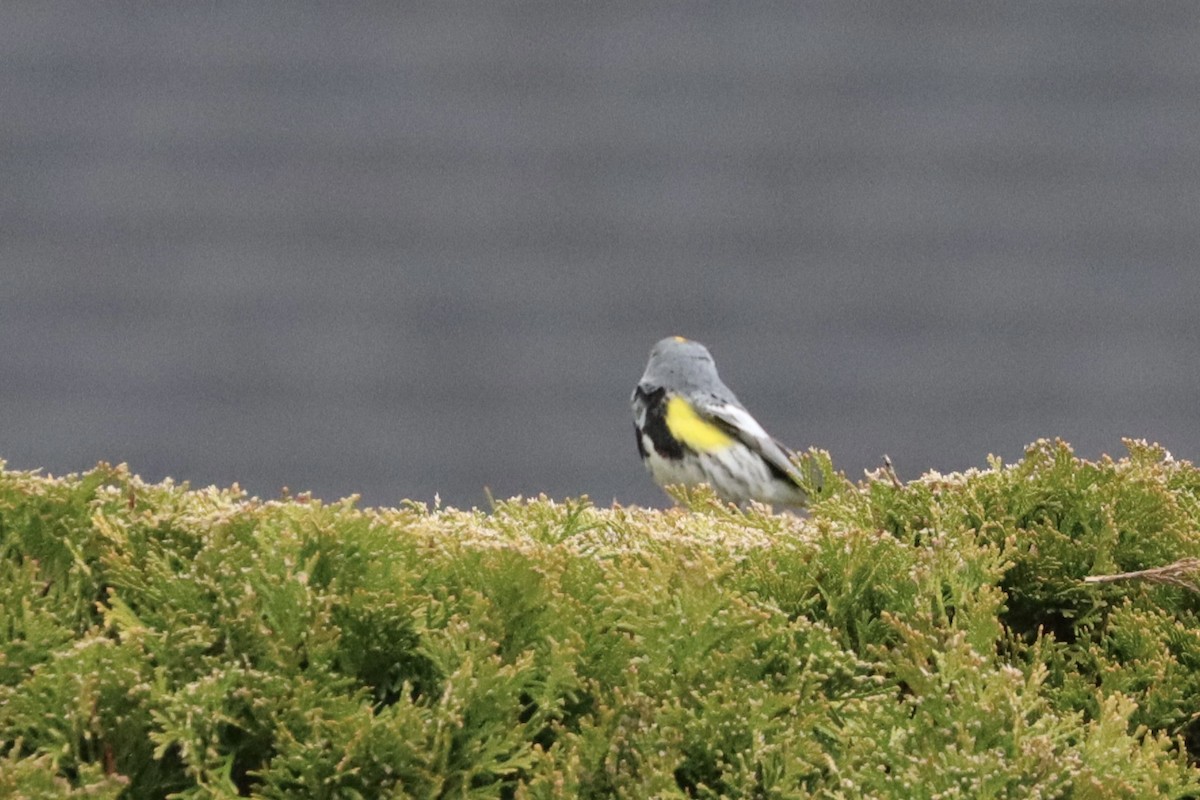 Yellow-rumped Warbler - ML644679522