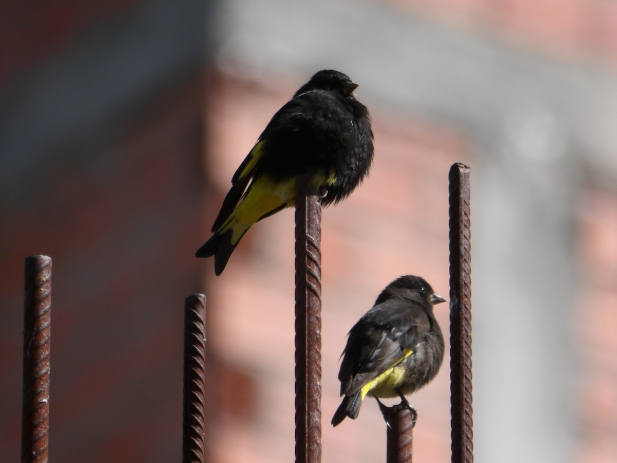 Black Siskin - ML644679523