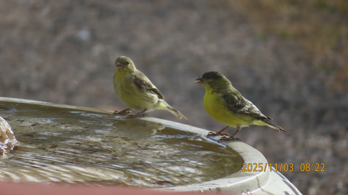 Чиж малий - ML644679524