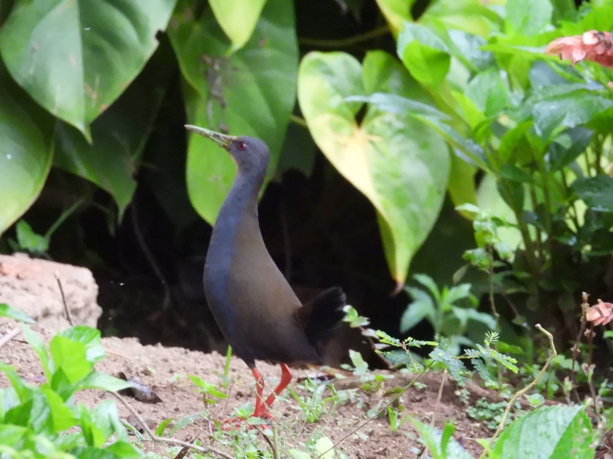 Râle noirâtre - ML644679526